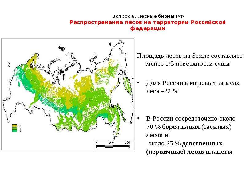 Вопрос . Лесные биомы РФ