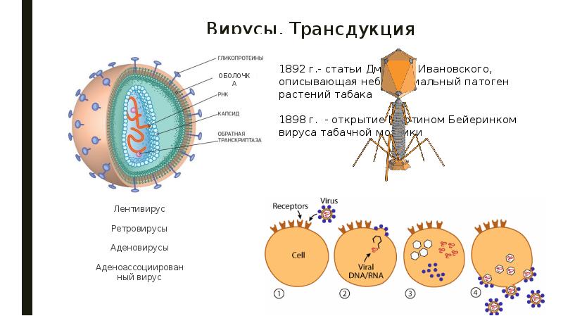 Вирусы. Трансдукция
