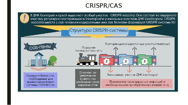CRISPR CAS